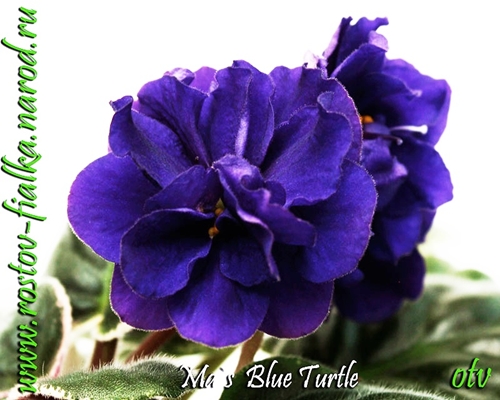 Ma s Blue Turtle_0